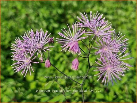 Thalictrum aquilegifolium &#039;The Cloud&#039; | Akeleiruit, Akeleibladige ruit, Ruit | Akeleibl&auml;ttrige Wiesenraute | Columbi