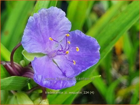 Tradescantia &#039;J.C. Weguelin&#039; | Eendagsbloem, Vaderplant, Matrozensla | Dreimasterblume | Spiderwort