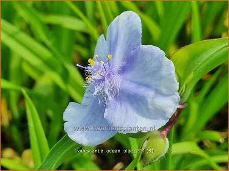 Tradescantia &#039;Ocean Blue&#039; | Eendagsbloem, Vaderplant, Matrozensla | Dreimasterblume | Spiderwort