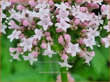 Valeriana officinalis | Echte valeriaan, Valeriaan | Arznei-Baldrian | Garden Heliotrope