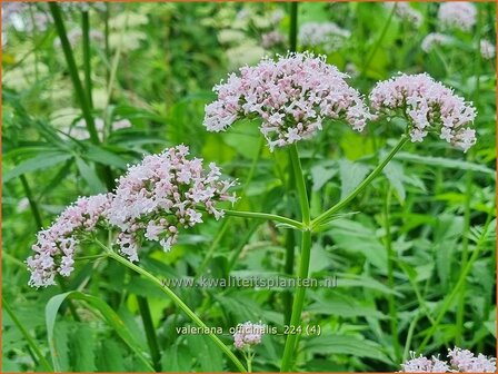 Valeriana officinalis | Echte valeriaan, Valeriaan | Arznei-Baldrian | Garden Heliotrope