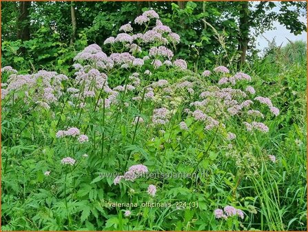 Valeriana officinalis | Echte valeriaan, Valeriaan | Arznei-Baldrian | Garden Heliotrope