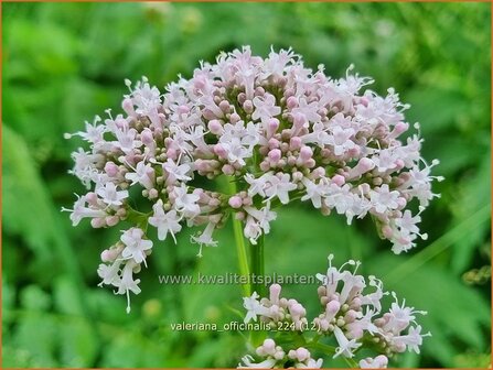 Valeriana officinalis | Echte valeriaan, Valeriaan | Arznei-Baldrian | Garden Heliotrope