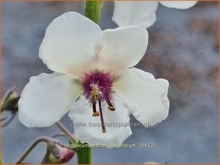 Verbascum blattaria &#039;Albiflorum&#039; | Mottenkruid, Toorts | Mottenk&ouml;nigskerze | Moth Mullein