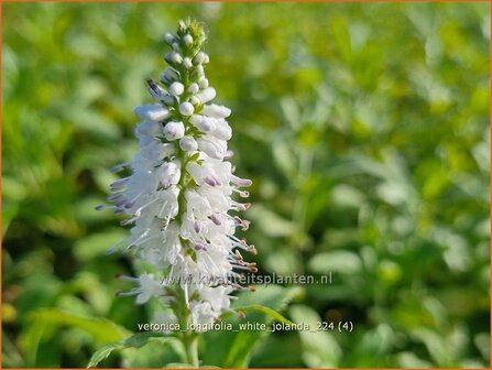 Veronica longifolia &#039;White Jolanda&#039; | Lange ereprijs, Langbladige ereprijs, Ereprijs | Langbl&auml;ttriger Ehrenpreis | G