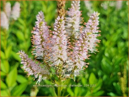 Veronicastrum virginicum &#039;Challenger&#039; | Virginische ereprijs, Zwarte ereprijs, Naaldereprijs | Kandelaberehrenpreis |