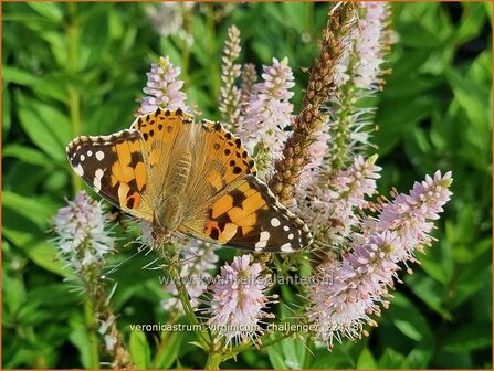 Veronicastrum virginicum &#039;Challenger&#039; | Virginische ereprijs, Zwarte ereprijs, Naaldereprijs | Kandelaberehrenpreis |