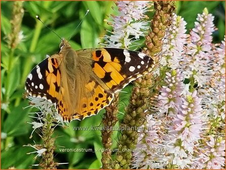 Veronicastrum virginicum &#039;Challenger&#039; | Virginische ereprijs, Zwarte ereprijs, Naaldereprijs | Kandelaberehrenpreis |