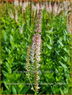 Veronicastrum virginicum &#039;Challenger&#039; | Virginische ereprijs, Zwarte ereprijs, Naaldereprijs | Kandelaberehrenpreis |