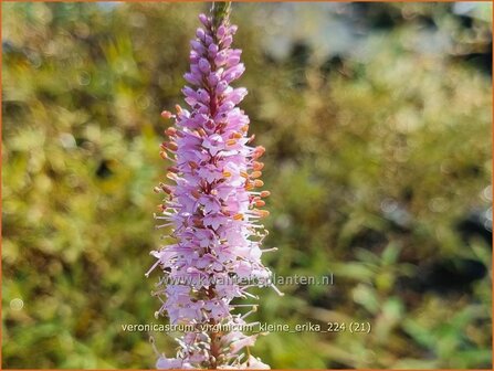 Veronicastrum virginicum &#039;Kleine Erika&#039; | Virginische ereprijs, Zwarte ereprijs, Naaldereprijs | Kandelaberehrenpreis