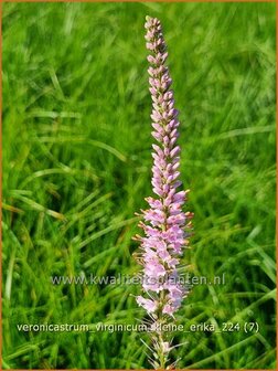 Veronicastrum virginicum &#039;Kleine Erika&#039; | Virginische ereprijs, Zwarte ereprijs, Naaldereprijs | Kandelaberehrenpreis