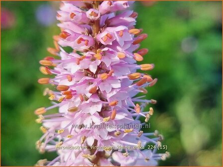 Veronicastrum virginicum &#039;Kleine Erika&#039; | Virginische ereprijs, Zwarte ereprijs, Naaldereprijs | Kandelaberehrenpreis