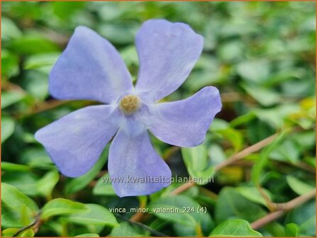 Vinca minor &#039;Valentin&#039; | Kleine maagdenpalm, Maagdenpalm | Kleines Immergr&uuml;n | Lesser Periwinkle