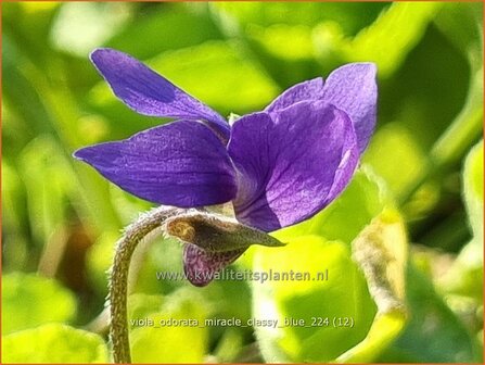 Viola odorata &#039;Miracle Classy Blue&#039; | Maarts viooltje, Welriekend viooltje, Viooltje | Duftveilchen | Sweet Violet