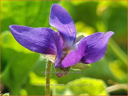 Viola odorata &#039;Miracle Classy Blue&#039; | Maarts viooltje, Welriekend viooltje, Viooltje | Duftveilchen | Sweet Violet