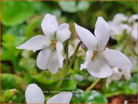 Viola odorata &#039;Royal Wedding&#039; | Maarts viooltje, Welriekend viooltje, Viooltje | Duftveilchen | Sweet Violet