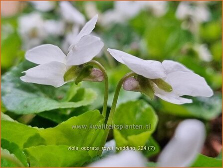 Viola odorata &#039;Royal Wedding&#039; | Maarts viooltje, Welriekend viooltje, Viooltje | Duftveilchen | Sweet Violet