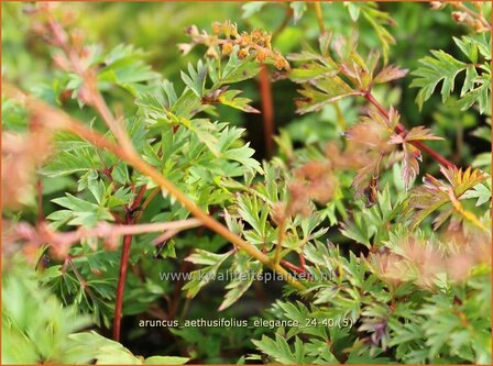 Aruncus aethusifolius &#039;Elegance&#039; | Kleine geitenbaard, Geitenbaard | Kleiner Gei&szlig;bart | Dwarf Goat&#039;s Bear