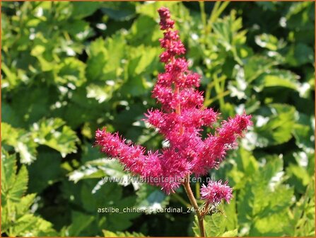 Astilbe chinensis &#039;Cardinal&#039; | Pluimspirea, Spirea, Prachtspirea | Chinesische Prachtspiere | Chinese Astilbe