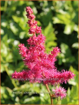 Astilbe chinensis &#039;Cardinal&#039; | Pluimspirea, Spirea, Prachtspirea | Chinesische Prachtspiere | Chinese Astilbe