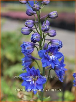 Delphinium &#039;Blue Nile&#039; | Ridderspoor | Rittersporn | Larkspur