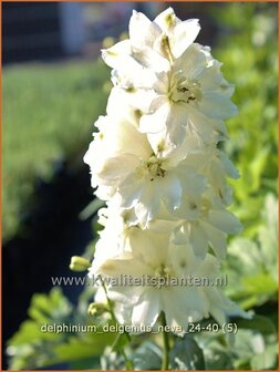 Delphinium &#039;Delgenius Neva&#039; | Ridderspoor | Rittersporn | Larkspur