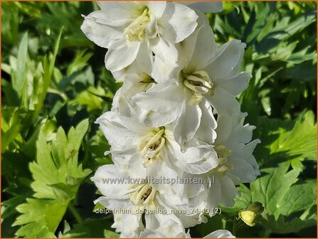 Delphinium &#039;Delgenius Neva&#039; | Ridderspoor | Rittersporn | Larkspur