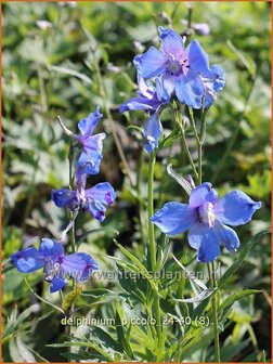 Delphinium &#039;Piccolo&#039; | Ridderspoor | Rittersporn | Larkspur