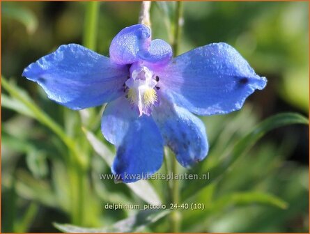 Delphinium &#039;Piccolo&#039; | Ridderspoor | Rittersporn | Larkspur