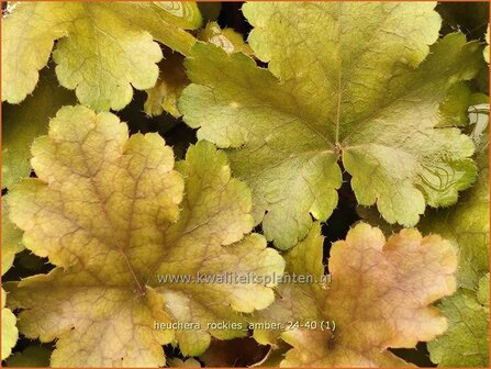 Heuchera &#039;Rockies Amber&#039; | Purperklokje | Purpurgl&ouml;ckchen | Coral Bells