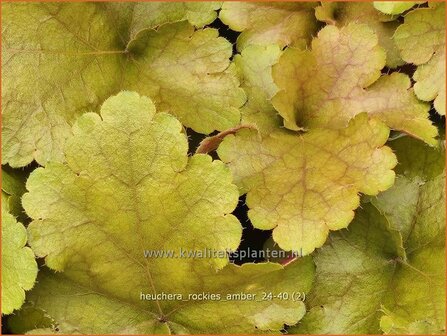 Heuchera &#039;Rockies Amber&#039; | Purperklokje | Purpurgl&ouml;ckchen | Coral Bells