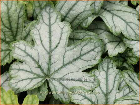 Heucherella &#039;White Revolution&#039; | Schuimklokje | Bastardschaumbl&uuml;te | Foamy Bells