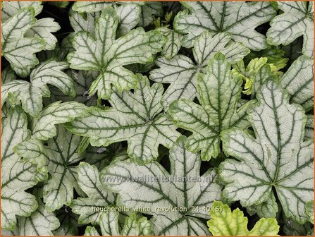 Heucherella &#039;White Revolution&#039; | Schuimklokje | Bastardschaumbl&uuml;te | Foamy Bells