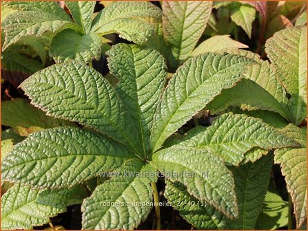 Rodgersia &#039;Badenweiler&#039; | Schout-bij-nacht, Kijkblad | Schaublatt | Rodger&#039;s Flower