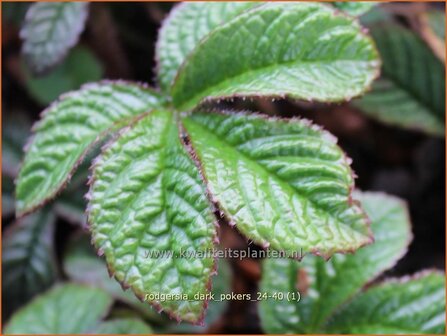 Rodgersia &#039;Dark Pokers&#039; | Schout-bij-nacht, Kijkblad | Schaublatt | Rodger&#039;s Flower