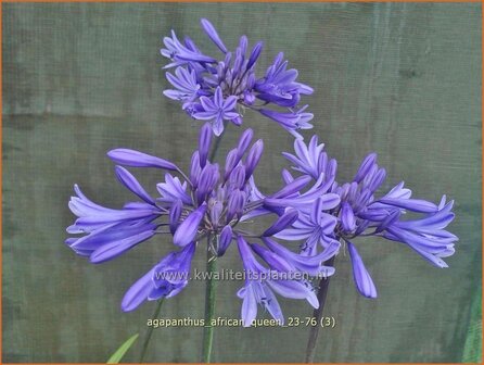 Agapanthus &#039;African Queen&#039; | Afrikaanse lelie, Kaapse lelie, Liefdesbloem, Blauwe tuberoos | Blaue Tuberose | Blue Af