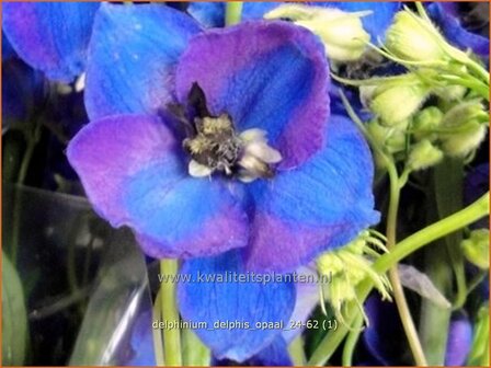 Delphinium &#039;Delphi&#039;s Opaal&#039; | Ridderspoor | Rittersporn | Larkspur