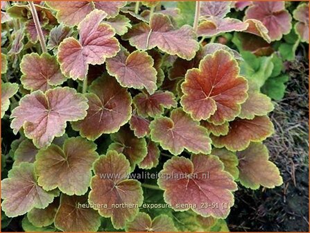 Heuchera &#039;Northern Exposure Sienna&#039; | Purperklokje | Purpurgl&ouml;ckchen | Coral Bells