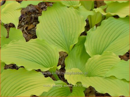 Hosta &#039;Dancing Queen&#039; | Hosta, Hartlelie, Funkia | Funkie | Hosta