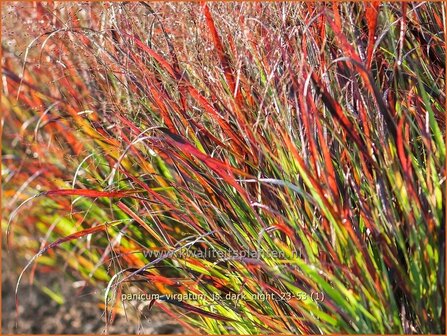 Panicum virgatum &amp;#x0027;JS Dark Night&amp;#x0027; | Vingergras, Parelgierst, Gierst | Rutenhirse | Wand Panic Grass