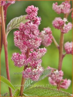 Rodgersia &#039;Dark Pokers&#039; | Schout-bij-nacht, Kijkblad | Schaublatt | Rodger&#039;s Flower