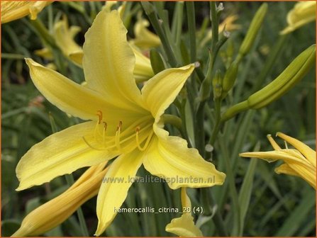 Hemerocallis citrina | Daglelie