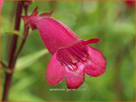 Penstemon &#039;Andenken an F. Hahn&#039; | Slangenkop, Schildpadbloem