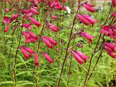 Penstemon &#039;Andenken an F. Hahn&#039; | Slangenkop, Schildpadbloem