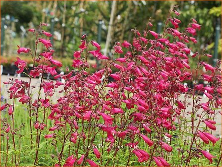 Penstemon &#039;Andenken an F. Hahn&#039; | Slangenkop, Schildpadbloem