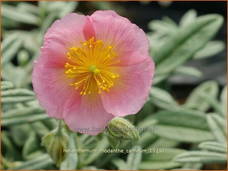 Helianthemum &#039;Rhodanthe Carneum&#039; | Zonneroosje