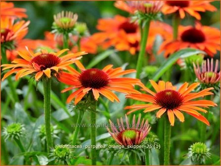 Echinacea purpurea &#039;Orange Skipper&#039; | Zonnehoed