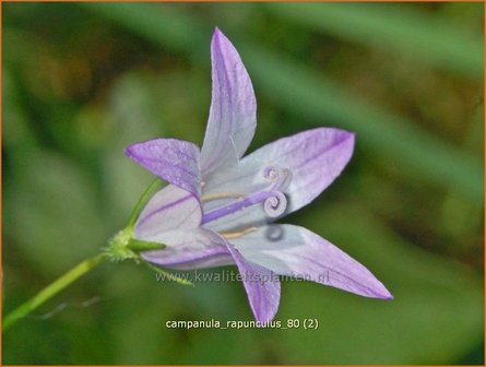 Campanula rapunculus | Rapunzelklokje, Repelsteeltje, Klokjesbloem