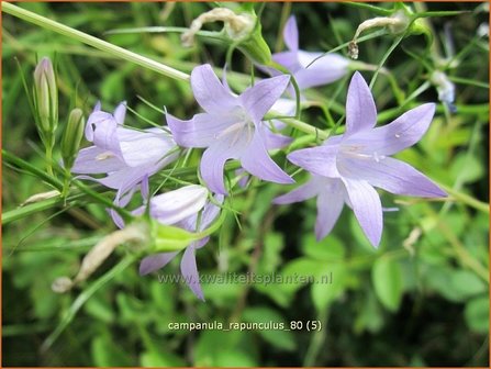 Campanula rapunculus | Rapunzelklokje, Repelsteeltje, Klokjesbloem