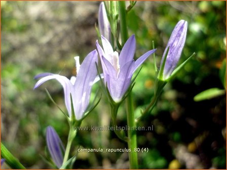 Campanula rapunculus | Rapunzelklokje, Repelsteeltje, Klokjesbloem